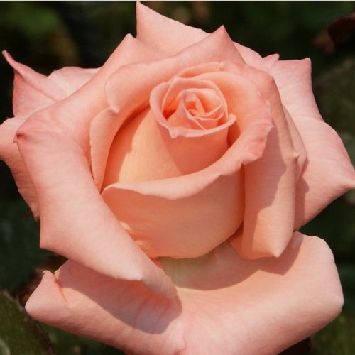 Vendita, rose rose ibridi di tea - rosa - Rosa Warm Wishes™ - rosa intensamente profumata - Gareth Fryer - ,-